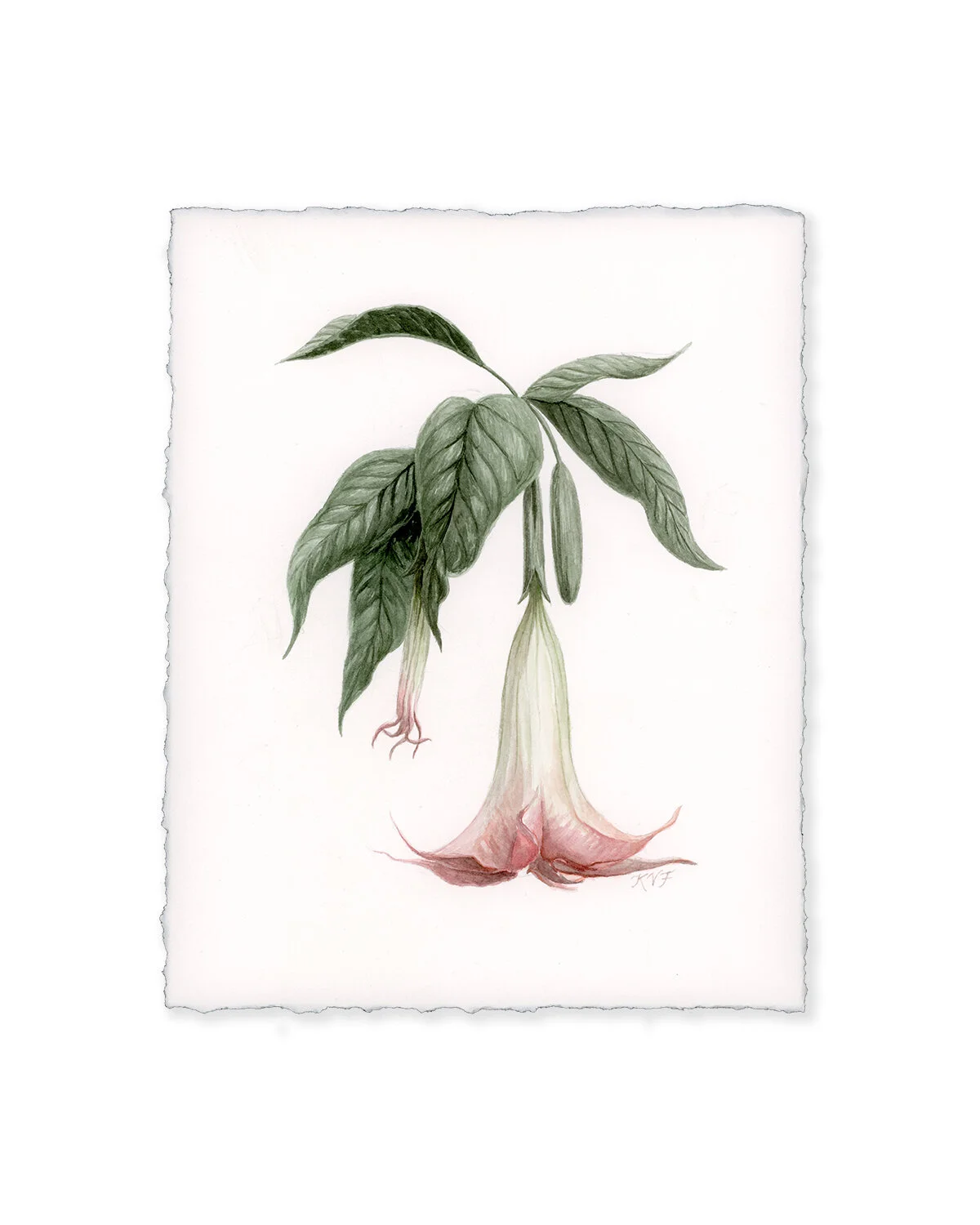 Angel's Trumpet Watercolor Painting — Kara Valentino Ffield